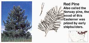 Conifers: Red Pine